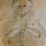 Anatomy Human 02 e1330275905410 150x150 کتاب تشریح منصور