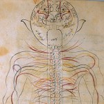 Anatomy Human 03 e1330275929734 150x150 کتاب تشریح منصور