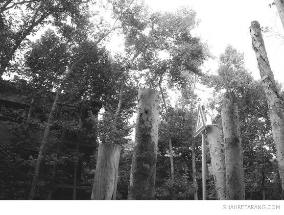 چنارهای ولیعصر