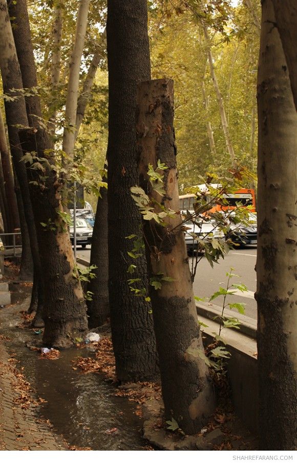 چنارهای ولیعصر