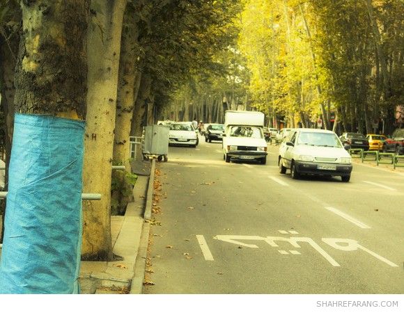 چنارهای ولیعصر