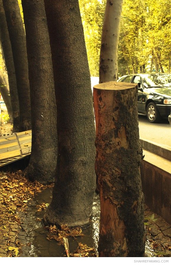 چنارهای ولیعصر