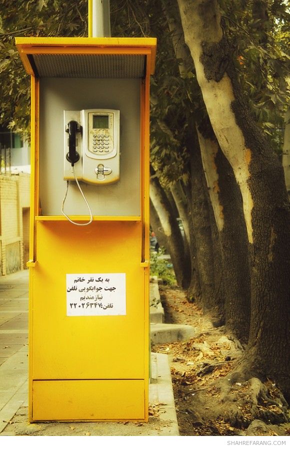 چنارهای ولیعصر