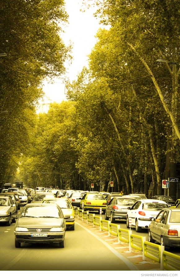 چنارهای ولیعصر