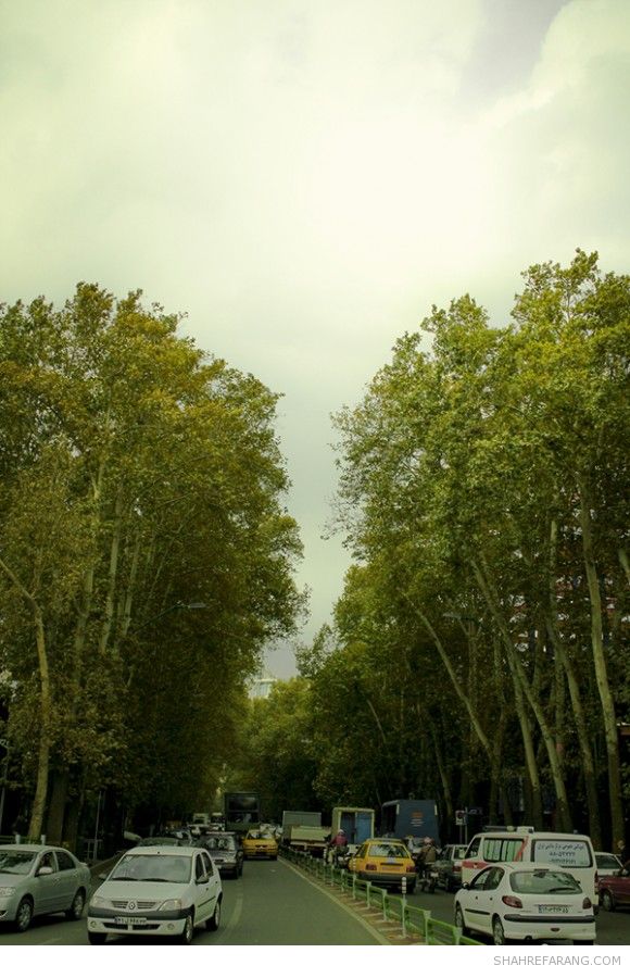 چنارهای ولیعصر