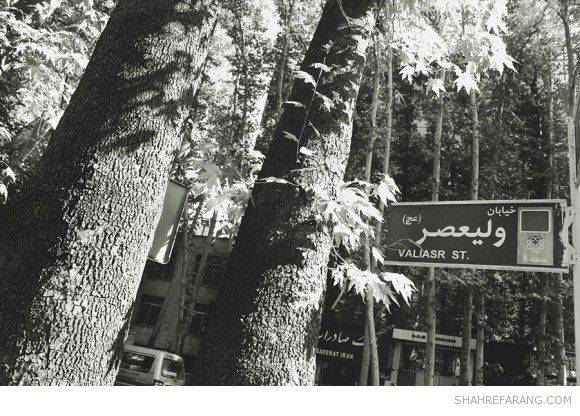 چنارهای ولیعصر