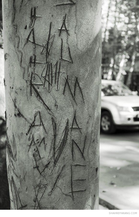 چنارهای ولیعصر