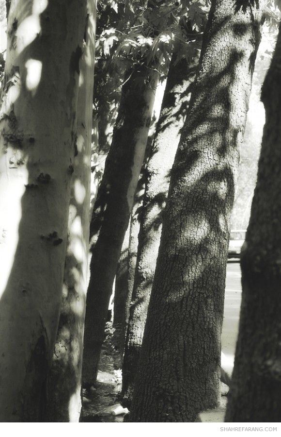 چنارهای ولیعصر