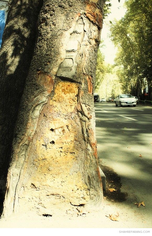 چنارهای ولیعصر