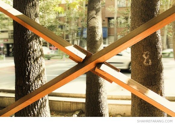 چنارهای ولیعصر