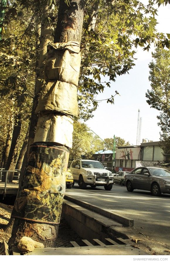 چنارهای ولیعصر