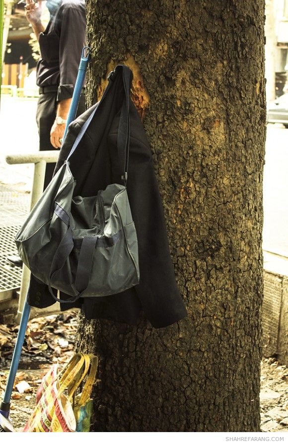 چنارهای ولیعصر