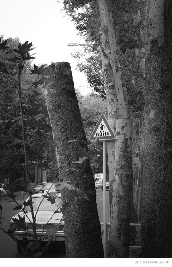 چنارهای ولیعصر