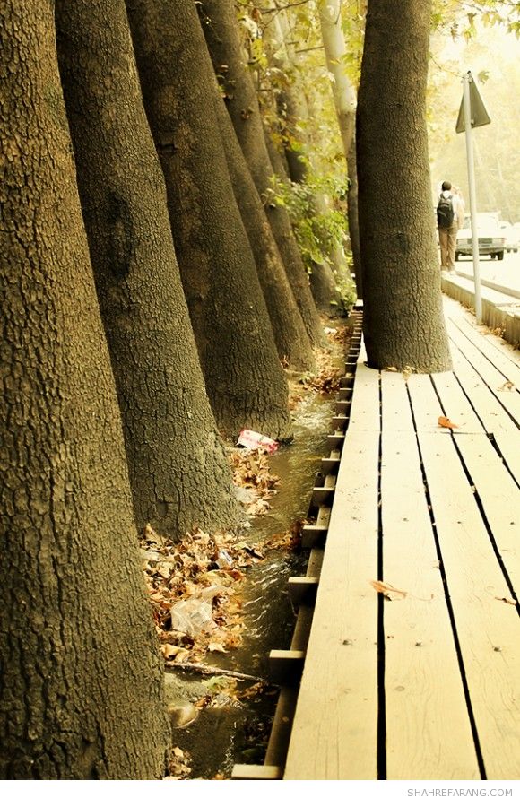 چنارهای ولیعصر