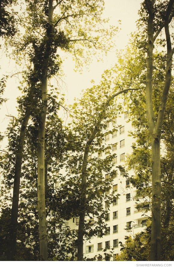 چنارهای ولیعصر