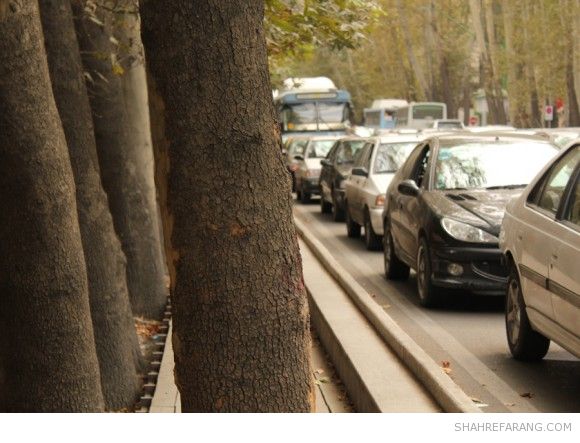 چنارهای ولیعصر