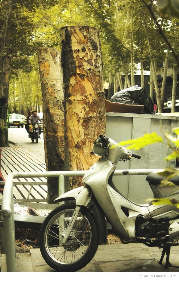 چنارهای ولیعصر