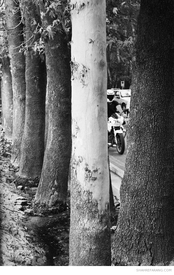 چنارهای ولیعصر