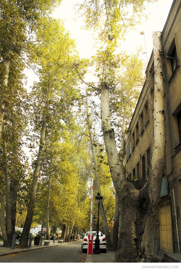 چنارهای ولیعصر