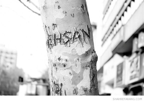 یادگاری های روی درخت های تهران