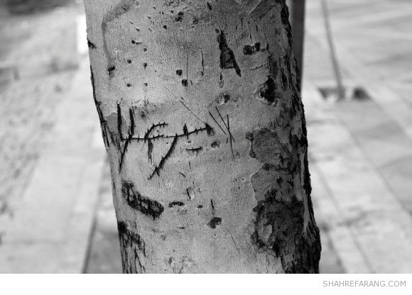 یادگاری های روی درخت های تهران