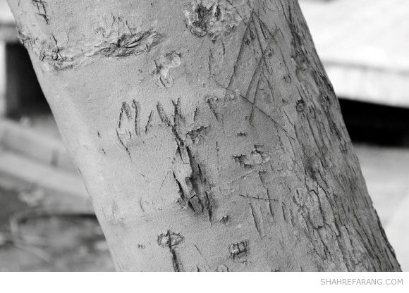 یادگاری های روی درخت های تهران
