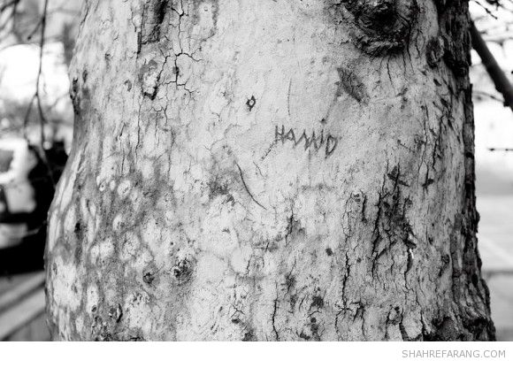 یادگاری های روی درخت های تهران