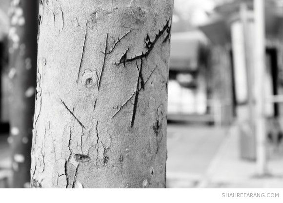 یادگاری های روی درخت های تهران