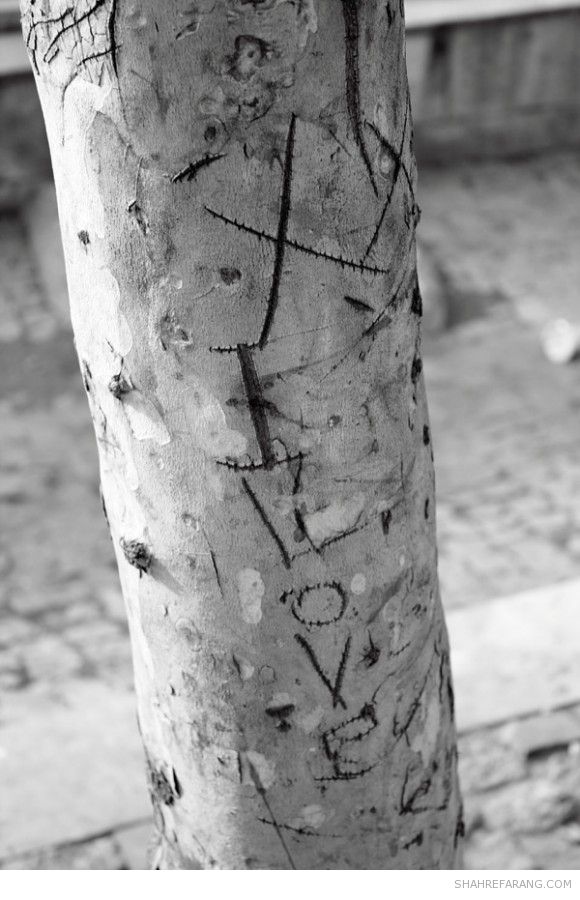 یادگاری های روی درخت های تهران