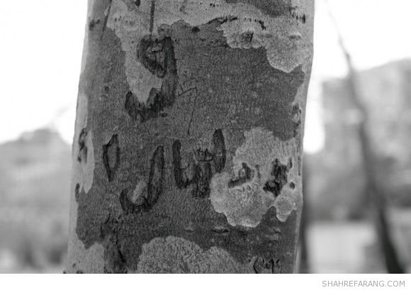 یادگاری های روی درخت های تهران