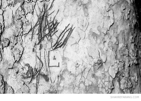 یادگاری های روی درخت های تهران