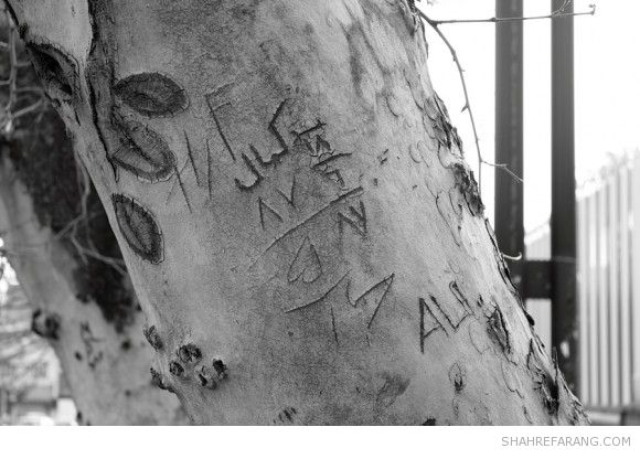 یادگاری های روی درخت های تهران