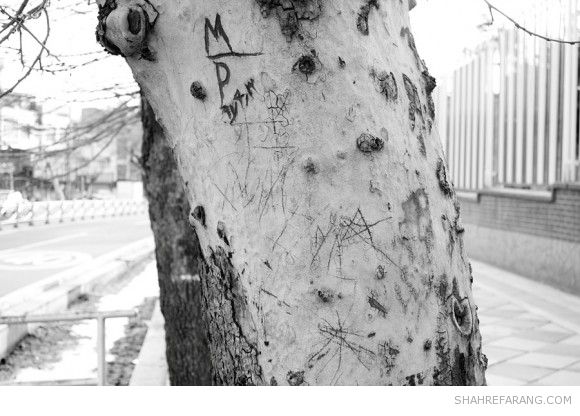 یادگاری های روی درخت های تهران