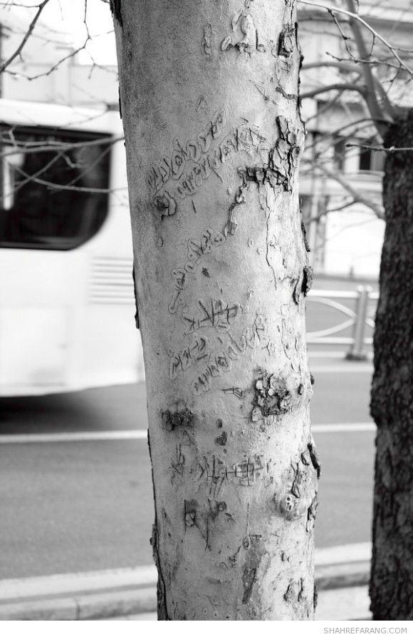 یادگاری های روی درخت های تهران