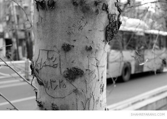 یادگاری های روی درخت های تهران