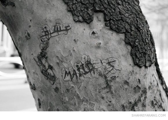 یادگاری های روی درخت های تهران