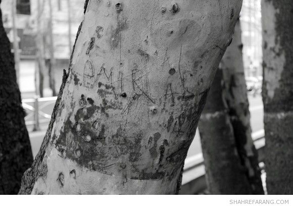 یادگاری های روی درخت های تهران