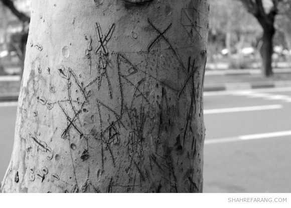 یادگاری های روی درخت های تهران