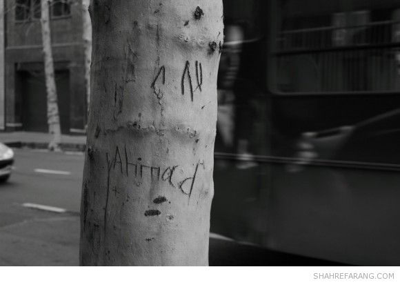 یادگاری های روی درخت های تهران