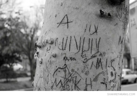 یادگاری های روی درخت های تهران