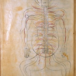 The Anatomy of the Human Body (1488), The nervous system - تشريح بدن انسان (۱۴۸۸ میلادی)، سیستم عصبی