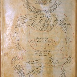 The Anatomy of the Human Body (1488), The muscle figure - تشريح بدن انسان (۱۴۸۸ میلادی)، نمای عضلات