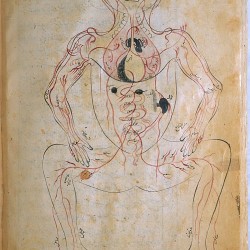 The Anatomy of the Human Body (1488), The venous system - تشريح بدن انسان (۱۴۸۸ میلادی)، سیستم سیاهرگی