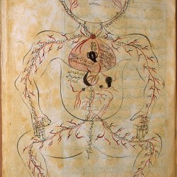 The Anatomy of the Human Body (1488), The arterial figure - تشريح بدن انسان (۱۴۸۸ میلادی)، سیستم سرخرگی