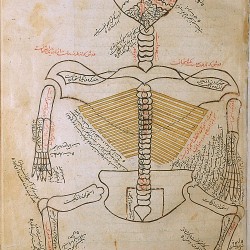 The Anatomy of the Human Body - تشريح بدن انسان