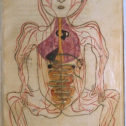The Anatomy of the Human Body - تشريح بدن انسان