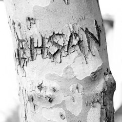 Tagging on Tehran’s Trees (1)