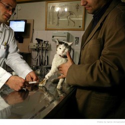 Animal Hospital in Tehran